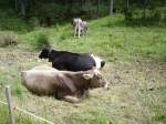 Ein Braunvieh und eine Weiss Schwarze Kuh in Tannheimer Thal am 13.08.09