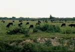  Schwarze Stiere der Camargue  am 04.05.1994 auf einer Weide in der Camargue in Südfrankreich (dia gescannt)