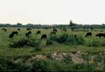  Schwarze Stiere der Camargue  am 04.05.1994 auf einer Weide in der Camargue in Sdfrankreich (dia gescannt)