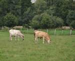 Zwei Khe beim fressen auf einer Weide bei Steinwedel, am 16.08.2010