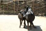 Dahomey-Zwergrinder am 27.6.2010 im Leipziger Zoo.