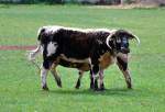 English Longhorn  auf einer Weide bei der Burg Veynau - 13.05.2011  