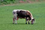 Rind English Longhorn auf einer Weide bei der Burg Veynau - 13.05.2011