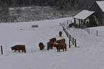 Eine Herde Longhorn Rinder stampf in ihrer Pferch durch den frisch gefallenen Schnee.