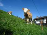 Ein interessiertes Kalb auf einer Wiese unterhalb Adelboden im Berner Oberland am 11.