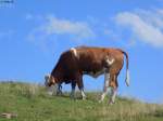 Rind auf der Speck-Alm am 17.08.2014