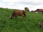 Einige Braune Rinder beim Grasen in Ottacker am 08.08.08