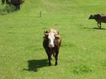 Eine interesant schauende Kuh in Ottacker am 05.08.09