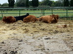 Im Vordergrund wieder Nachwuchs bei den Limousin-Rinder auf dem Milchhof in Berlin Rudow am 30.