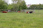 Nicht nur der Nachwuchs bei den Limousin-Rinder vom Milchhof in Berlin sind hier im Landschaftspark Rudow-Altglienicke am 10.