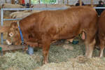 Ein Stier der Rasse Limousin, steht in seiner Box, bei der Landwirtschaftsmesse in Ettelbrck.