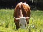 Rind bei Schliersee am 17.08.2014