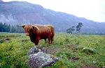 Schottisches Hochlandrind (Highland Cattle).