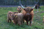 Familie Schottischer Hochlandrinder am 14.09.2014 in den Waldenburger Bergen.