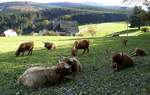 eine Herde Schottischer Hochlandrinder im mittleren Schwarzwald, ist die älteste registrierte Viehrasse der Welt, Okt.2020