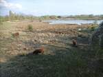 Mehrere Hochlandrinder am 15.04.2022 in einem Naturschutzpark In Frankreich im Hintergrund ein See