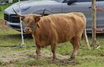 Highland Rind, war bei der Landwirtschaftsmesse in Ettelbrck zu sehen.