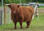 Highland Rind, war bei der Landwirtschaftsmesse in Ettelbrck zu sehen.