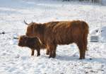 Schottland Hochrind -  Mutter und Kind  - auf der Winterweide in Kirchheim - 26.01.2010