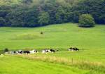 Viele Khe auf einer Wiese in Aachen bei Reinartzkehl bei Sonnenschein am 29.5.2012.