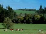 Deutschland, Rheinland-Pfalz, Landkreis Vulkaneifel,Verbandsgemeinde Daun, deutsche Holsteins der Farbrichtung Rotbunt auf der Weide zwischen Gillenfeld und Schalkenmehren, 15.09.2010