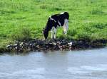 Schwarzbunte weidet einsam entlang der Ijssel bei Zwolle;100905_8145