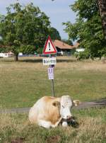 Eine Kuh auf der Weide im Schweizer Jura.