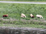 Von der Plattform des Historischer Personenaufzug von 1904 Blick auf weidende Tiere an der Elbe am 21.