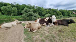 Kühe während der Siesta in den Ruhrwiesen.