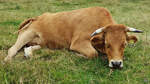 Eine müde Kuh liegt in den Ruhrwiesen.