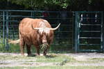 Galloway-Rind im Tierpark Berlin (BERLIN/Deutschland, 21.06.2019)