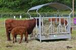 Eine Mutter Kuh mit ihrem Kalb der Rasse Salers, war bei der Landwirtschaftsmesse in Ettelbrck zu sehen.
