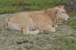 Ein etwas greres Kalb, der Rasse Blonde d’Aquitaine, war bei der Landwirtschaftsmesse in Ettelbrck dabei.