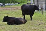 Eine Mutterkuh mit Kalb der Rasse Agnus seht bzw.