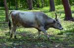 Ungarisches Steppenrind (Kuh) im Hochwildpark Rheinland - 10.05.2015