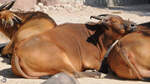 Watussi-Rinder bei der Siesta, so gesehen Mitte Dezember 2010 im Zoo Madrid.