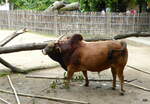 Ein im Hagenbecks Tierpark in Hamburg lebender Zwergzebu (Bos Taurus F.