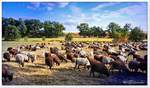 Schnuckenherde bei Niederhaverbeck, Lneburger Heide August 2018