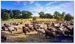 Schnuckenherde bei Niederhaverbeck, Lneburger Heide August 2018