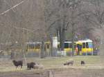 Schafherde mit Straenbahnanschluss.