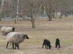 Eltern- und Jungtiere der Rasse  Rauhwolliges Pommersches Landschaf  im Landschaftspark Herzberge, Berlin.