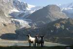 Unterwegs mit guten Freunden zum Gletscher.