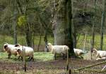 Deutschland, Rheinland-Pfalz, Eifelkreis Bitburg-Prm, Verbandsgemeinde Bitburg-Land, Schwarzkopfschafe auf einer Wiese in Metterich an der Kyll, 27.03.2011