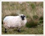 Schaf in Irland - Fotografiert im County Cork.