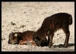 Lmmer der Soayschafe - Fotografiert im Kaisergarten Oberhausen