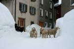 Eine kleine Schafherde erkundet den tiefen Schnee und die eingeschneiten Gassen von Hinterrhein; 15.02.2014