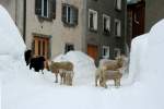 Eine kleine Schafherde erkundet den tiefen Schnee und die eingeschneiten Gassen von Hinterrhein; 15.02.2014