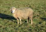 Schaf auf einer Weide an der Steinbachtalsperre - 25.11.2014