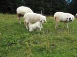 Sugendes Lamm auf dem Toten Mann am Hochschwarzeck bei Ramsau.