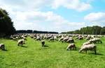 SCHAFHERDE IM WESTERWALD    Immer wieder trifft man im Hohen Westerwald,wie hier am 27.8.2014 bei  HACHENBURG,sehr groe Schafherden von bis zu 700/800 Tieren,  die auf den ausgedehnten